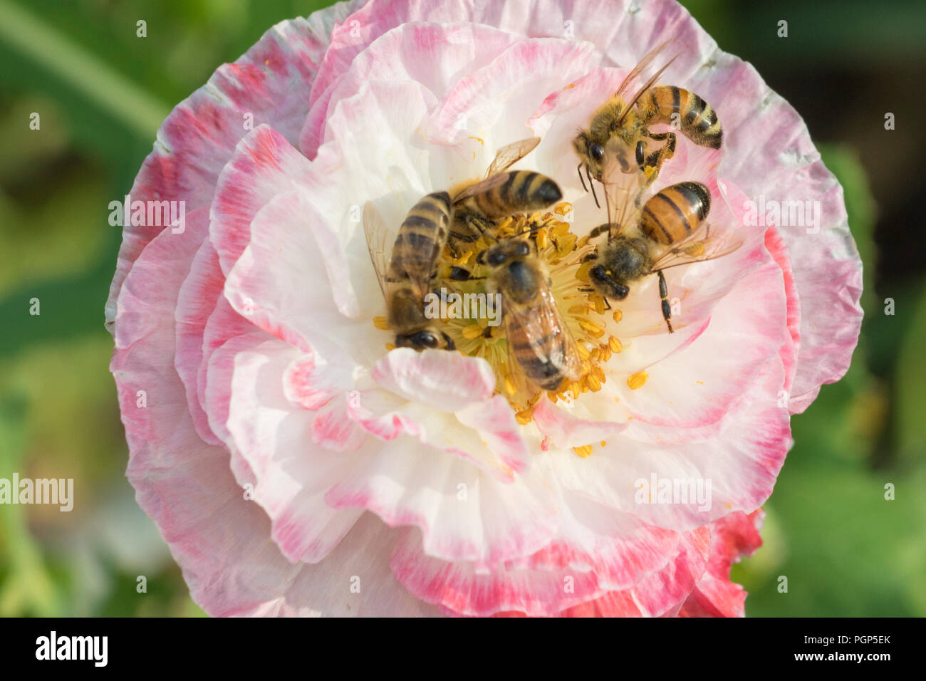 bees in poppy flower Stock Photo Alamy