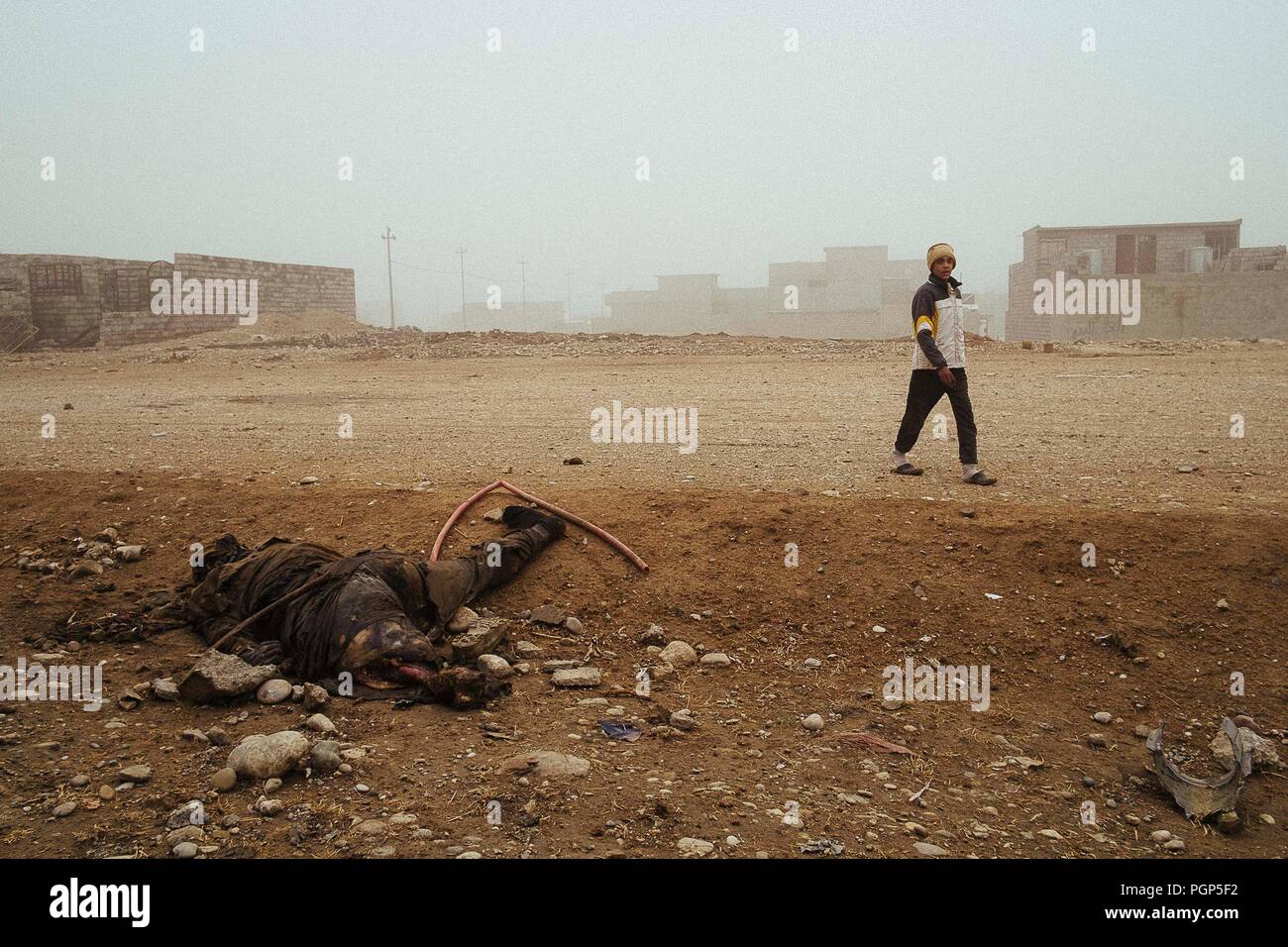 A young guy walking near the corpse in putrefaction of an Islamic militiaman at 500mt from the main fireline of Mosul, during the anti-ISIS offensive. Stock Photo