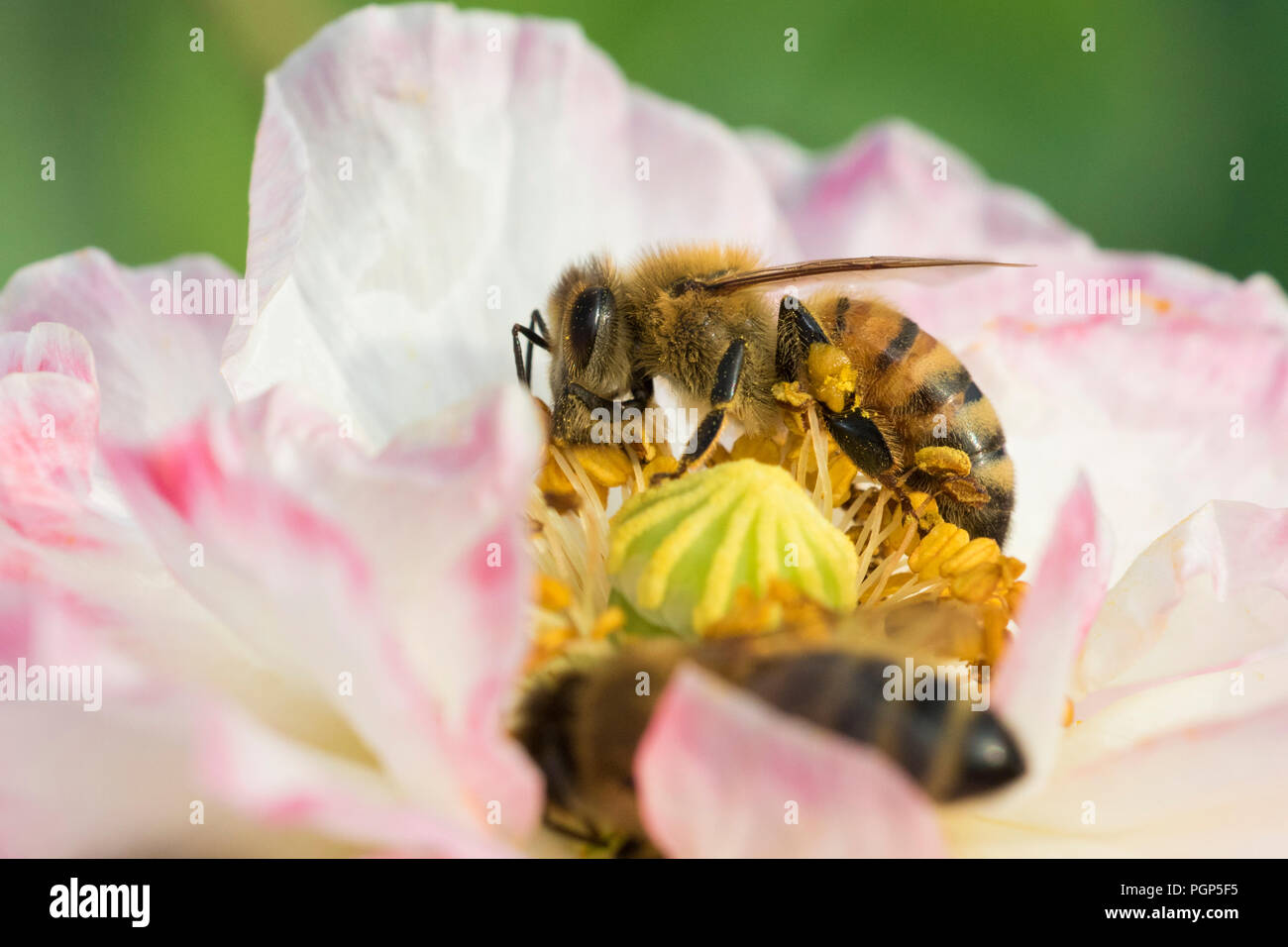 bees in poppy flower Stock Photo Alamy