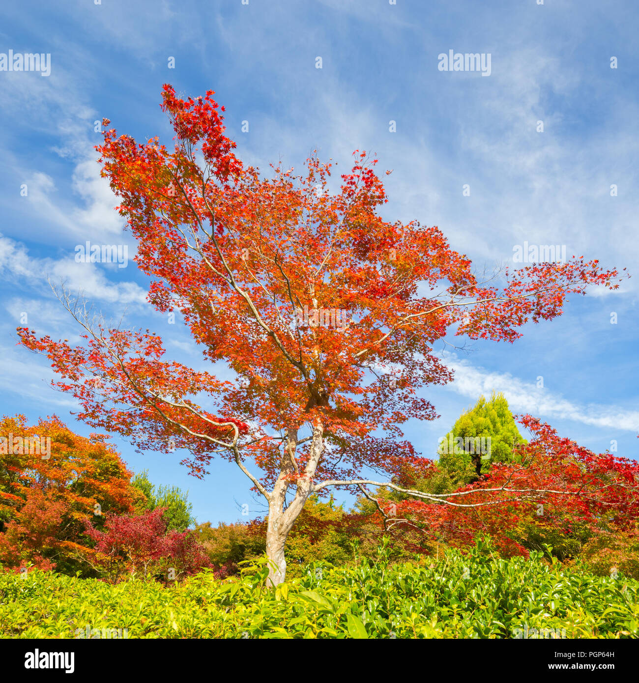 Beautiful red tree in fall with bright blue sky. Stock Photo