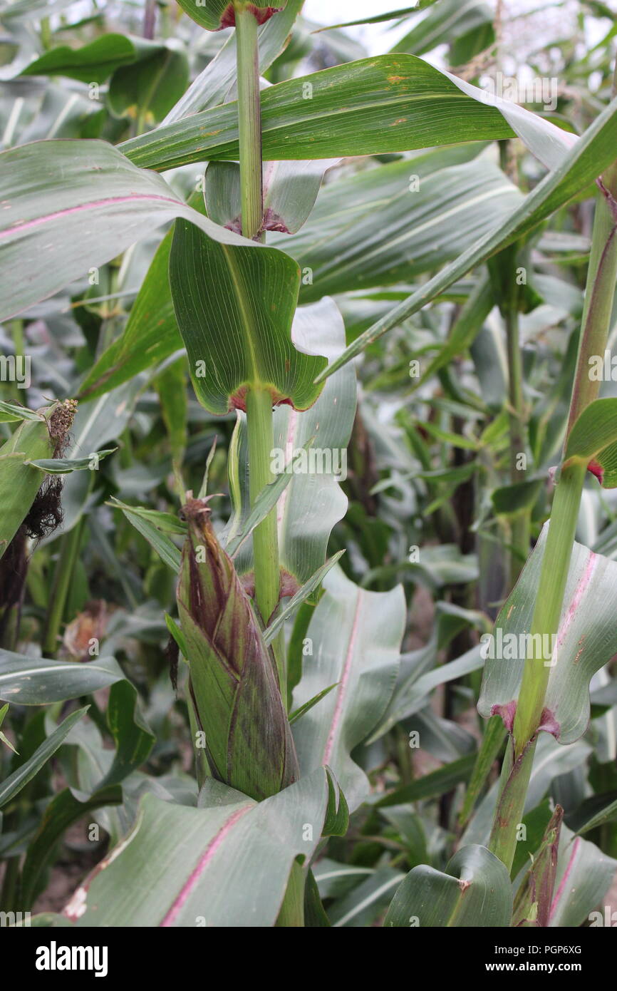 Thriving corn crop hi-res stock photography and images - Alamy