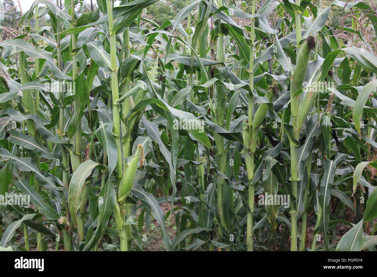Thriving corn crop hi-res stock photography and images - Alamy