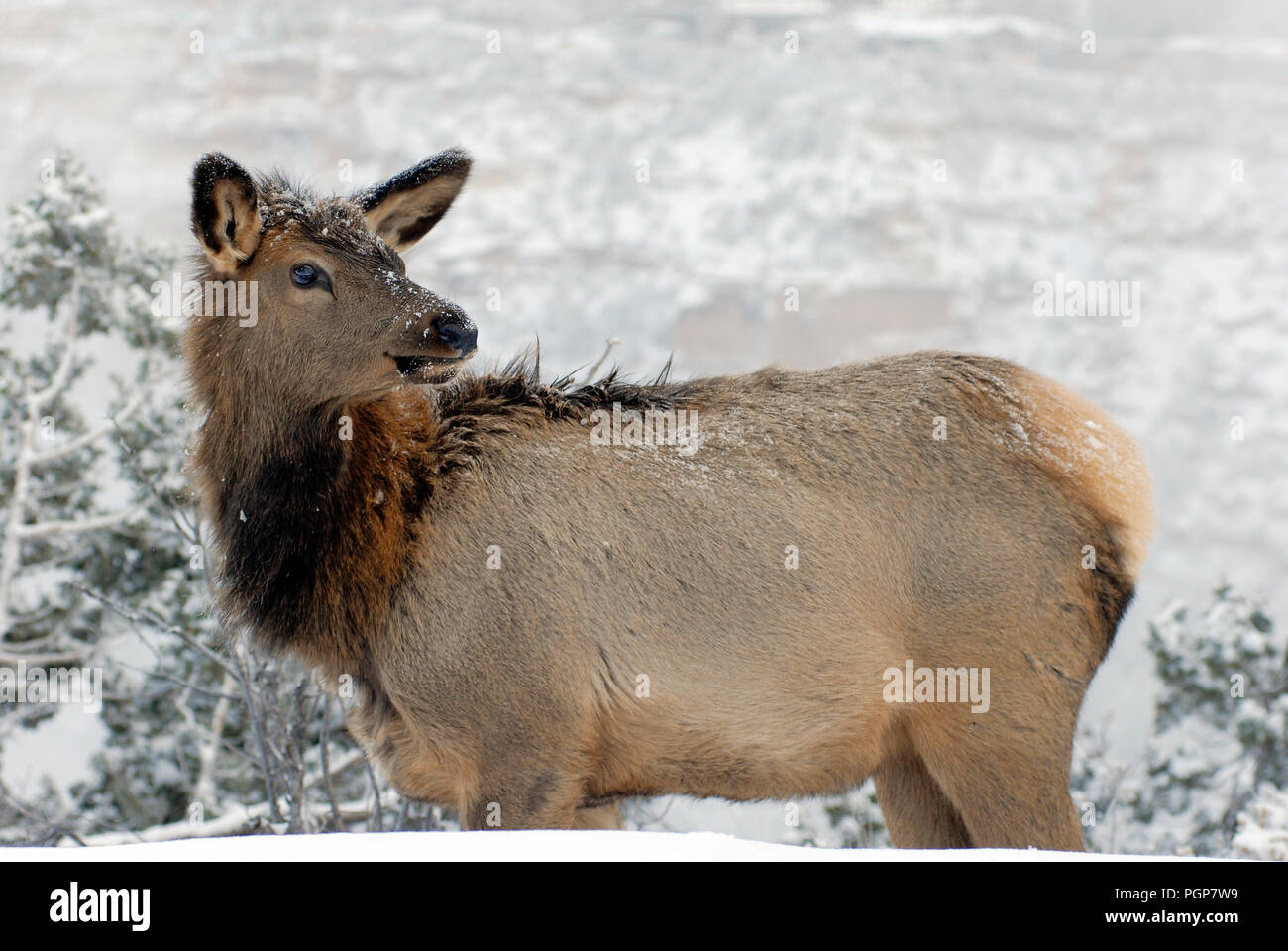 Winter scene showing an elk in the snow at the South Rim of Grand Canyon National Park in Arizona. The large animals are frequently seen by visitors. Stock Photo