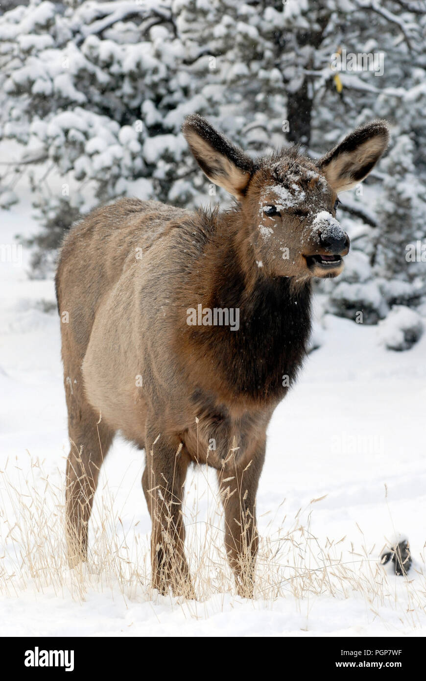 An elk, its face covered in snow, looks up while grazing at the South Rim of Grand Canyon National Park in Arizona following a winter storm. Stock Photo