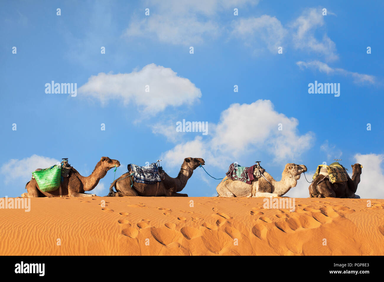 Camels with saddles sit in a row on a sandy ridge in the Sahara. Blue sky with puffy white clouds in the background. Close shot. Location: Morocco Stock Photo