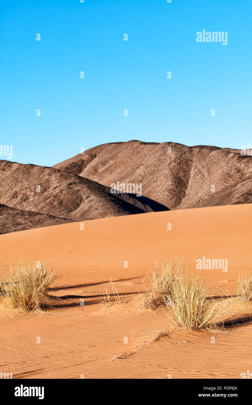 Morocco, Sahara Desert landscape. Dried shrubs in foreground sand cast shadows, background hills and blue sky. Copy space. Stock Photo
