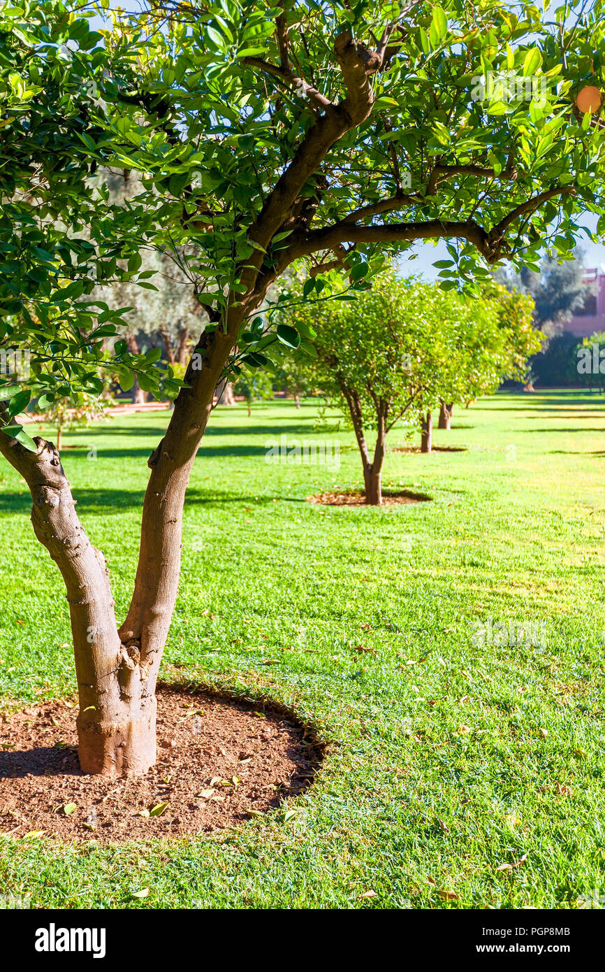 Row of orange trees planted in green grass. Manicured garden located in Marrakech, Morocco Stock Photo