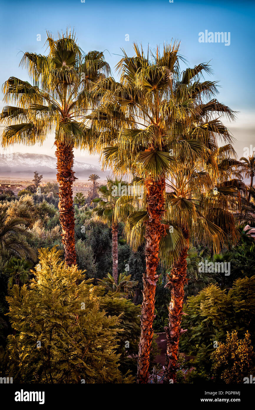 Morocco oasis garden with tall palm trees rising above other foliage plants. View is looking down over the trees. Vintage color palette. Marrakech Stock Photo