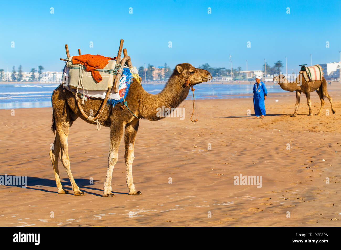 Camels on the beach in Essouira, Morocco. The camels have saddles, waiting to give rides to paying customers. Stock Photo