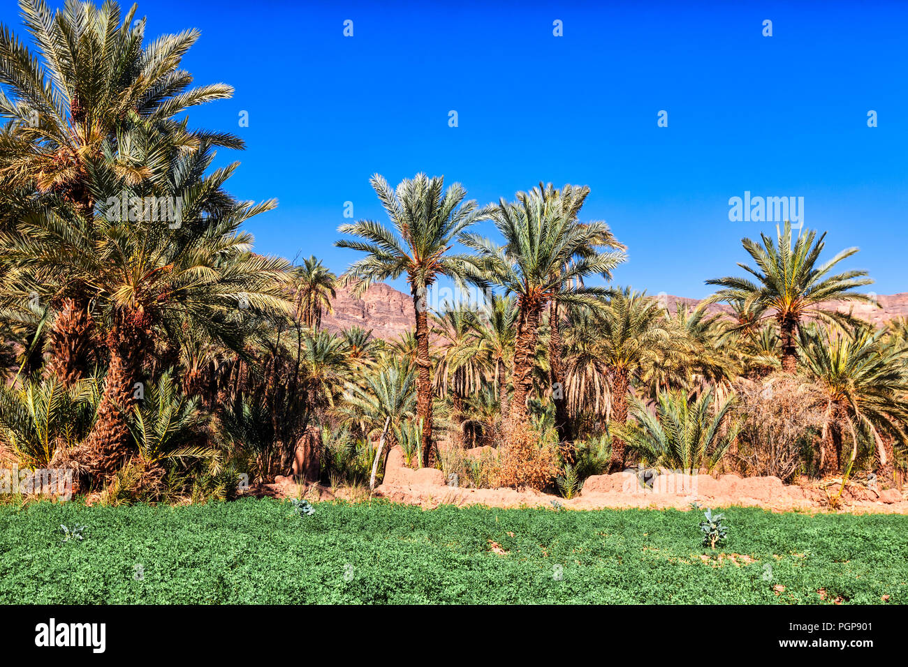 Morocco inside a date palm desert oasis. Bright blue sky. Copy space. Location: Draa Valley Stock Photo