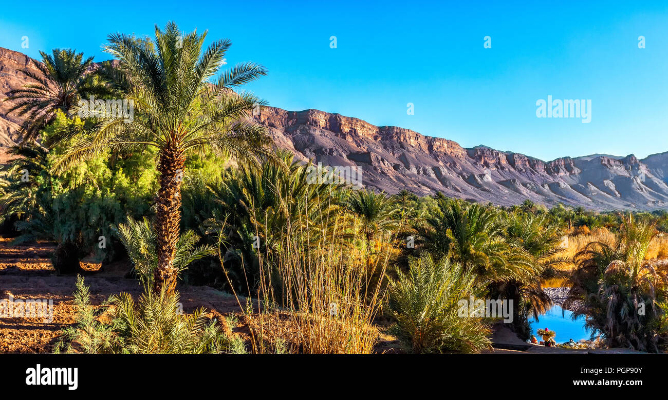 Moroccan oasis with lush green palms and blue river, with mountains in the background. Biggest oasis in Morocco. Location: Draa Valley. Stock Photo