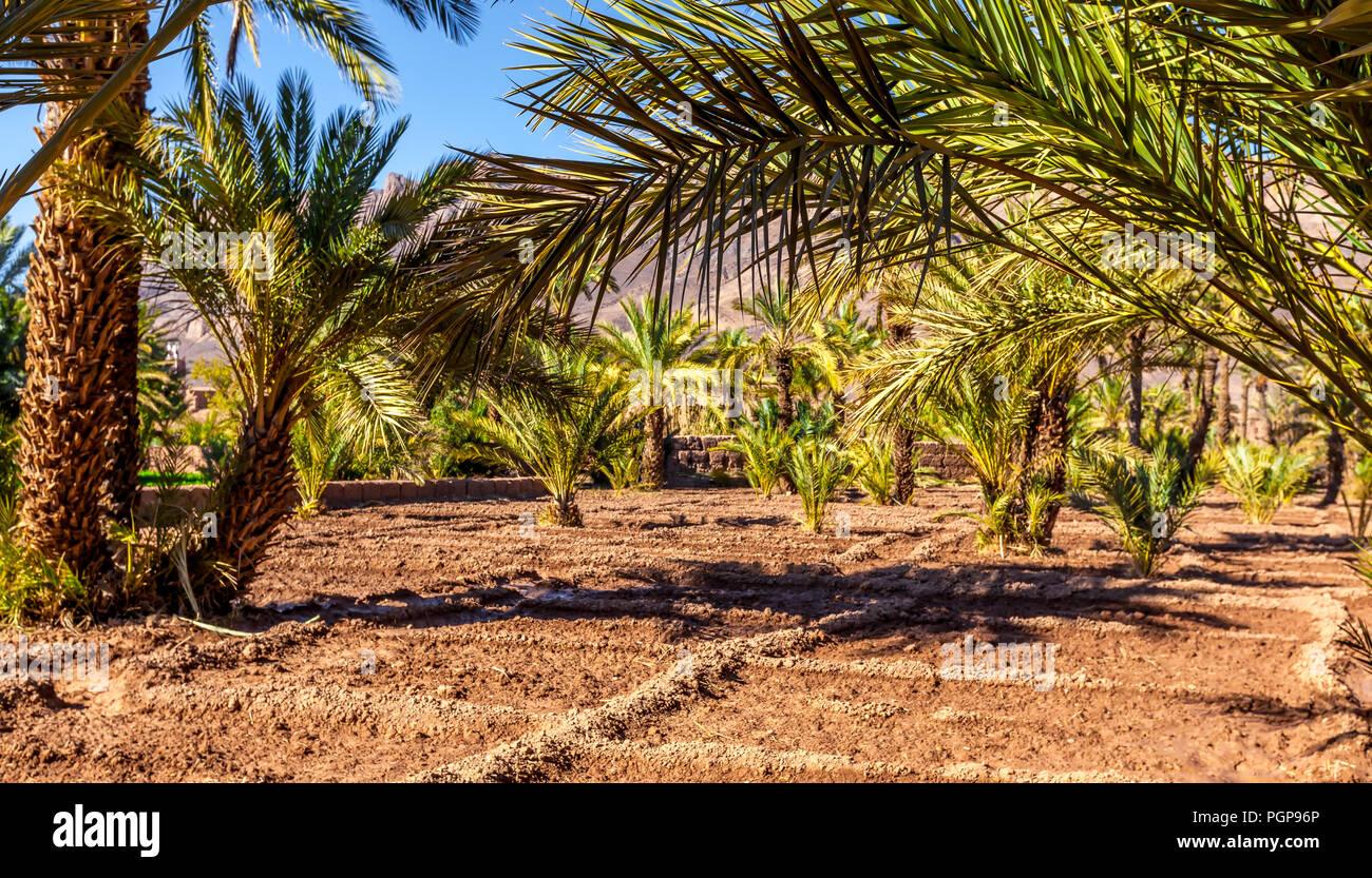 Morocco inside a desert oasis, under date palm trees among irrigated garden plots. Location: Draa Valley Stock Photo