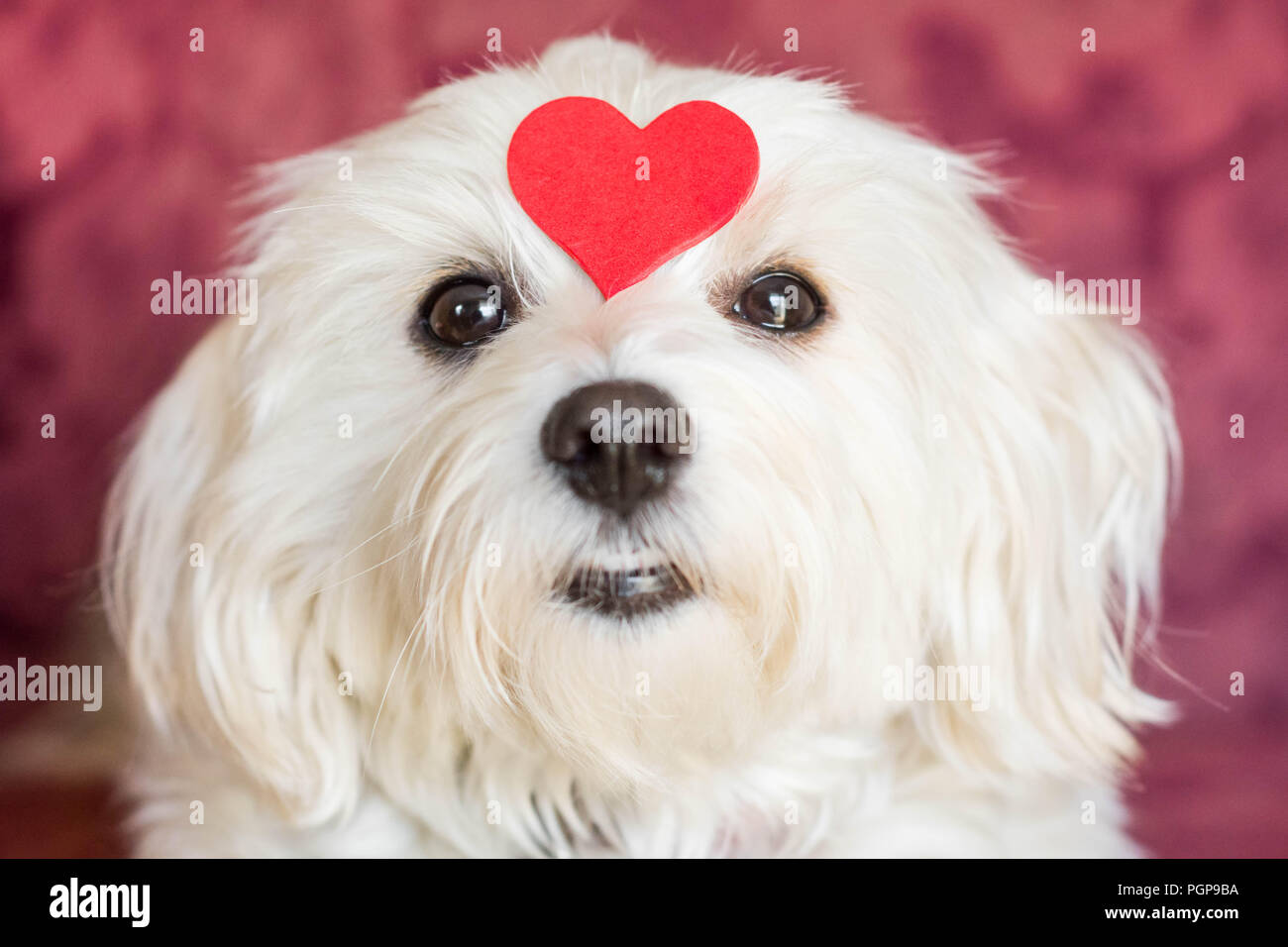 small dog big heart