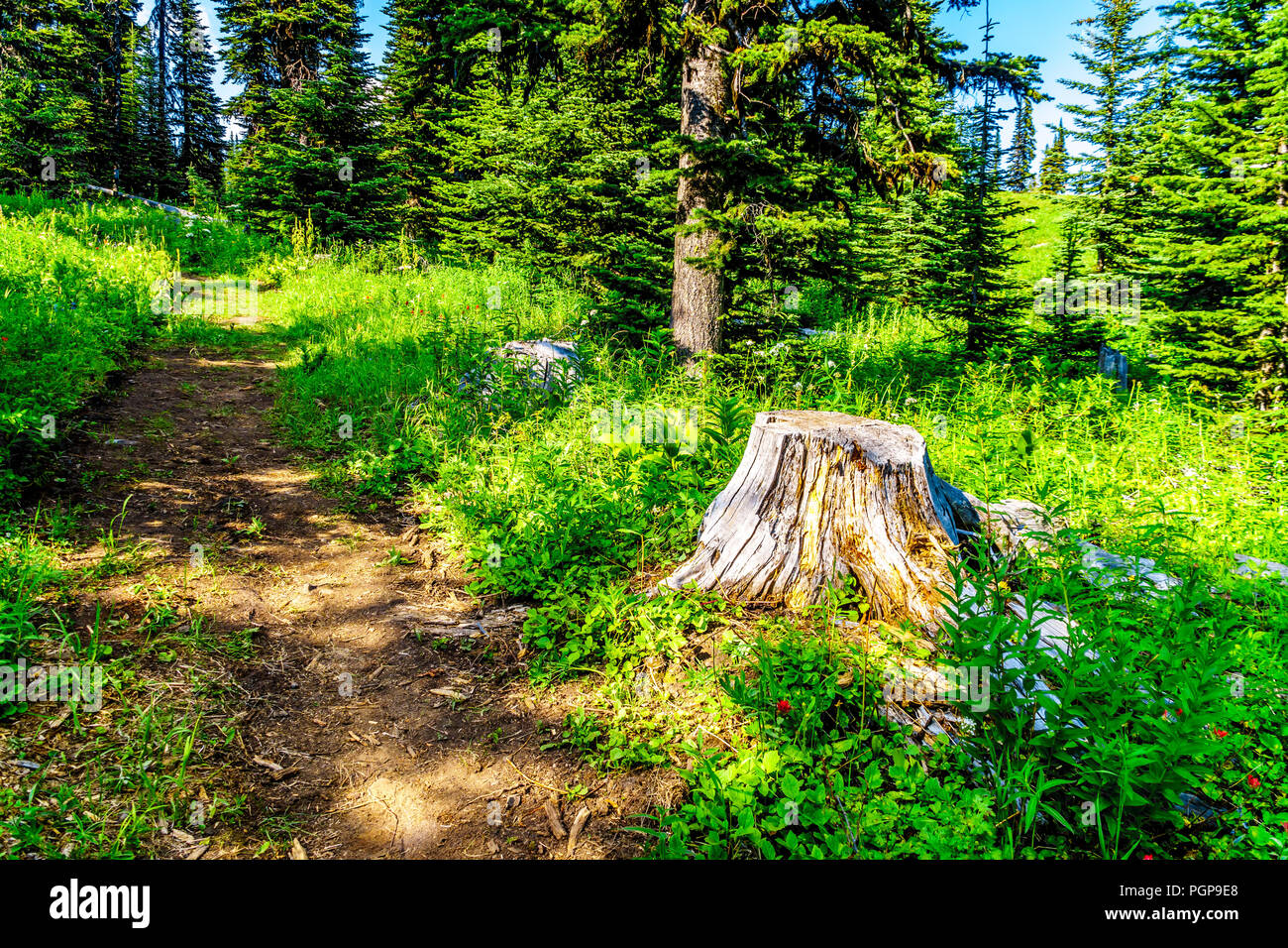 Old Tree Stump along a hiking trail on Tod Mountain near the alpine village of Sun Peaks in the Shuswap Highlands of the central Okanagen in BC Canada Stock Photo