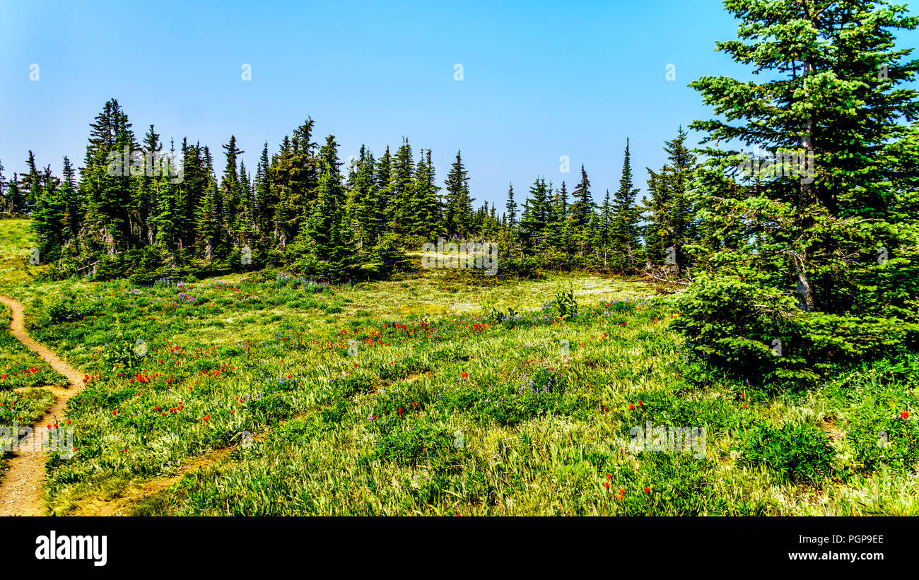 Hiking through alpine meadows with wild flowers on Juniper Ridge of Tod Mountain near the alpine village of Sun Peaks in British Columbia, Canada Stock Photo