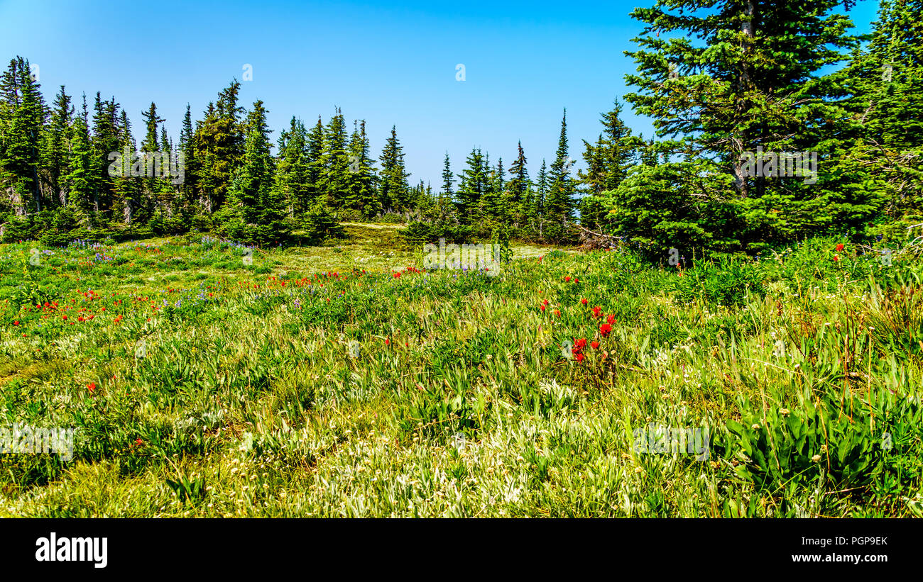 Hiking through alpine meadows with wild flowers on Juniper Ridge of Tod Mountain near the alpine village of Sun Peaks in British Columbia, Canada Stock Photo