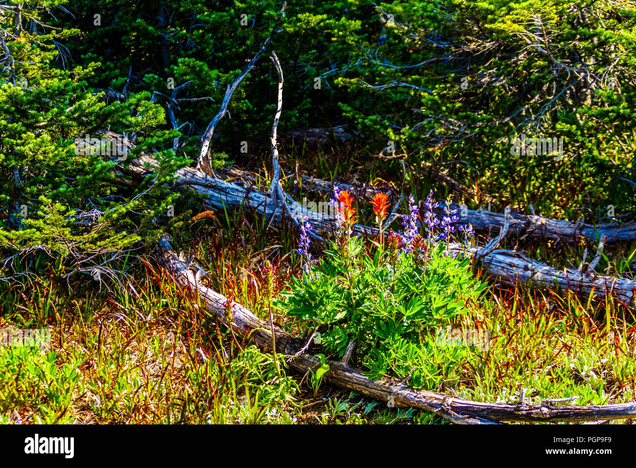 Indian Paint Brush and Lupines wild flowers on Juniper Ridge of Tod Mountain by the alpine village of Sun Peaks in the Shuswap Highlands of BC Canada Stock Photo