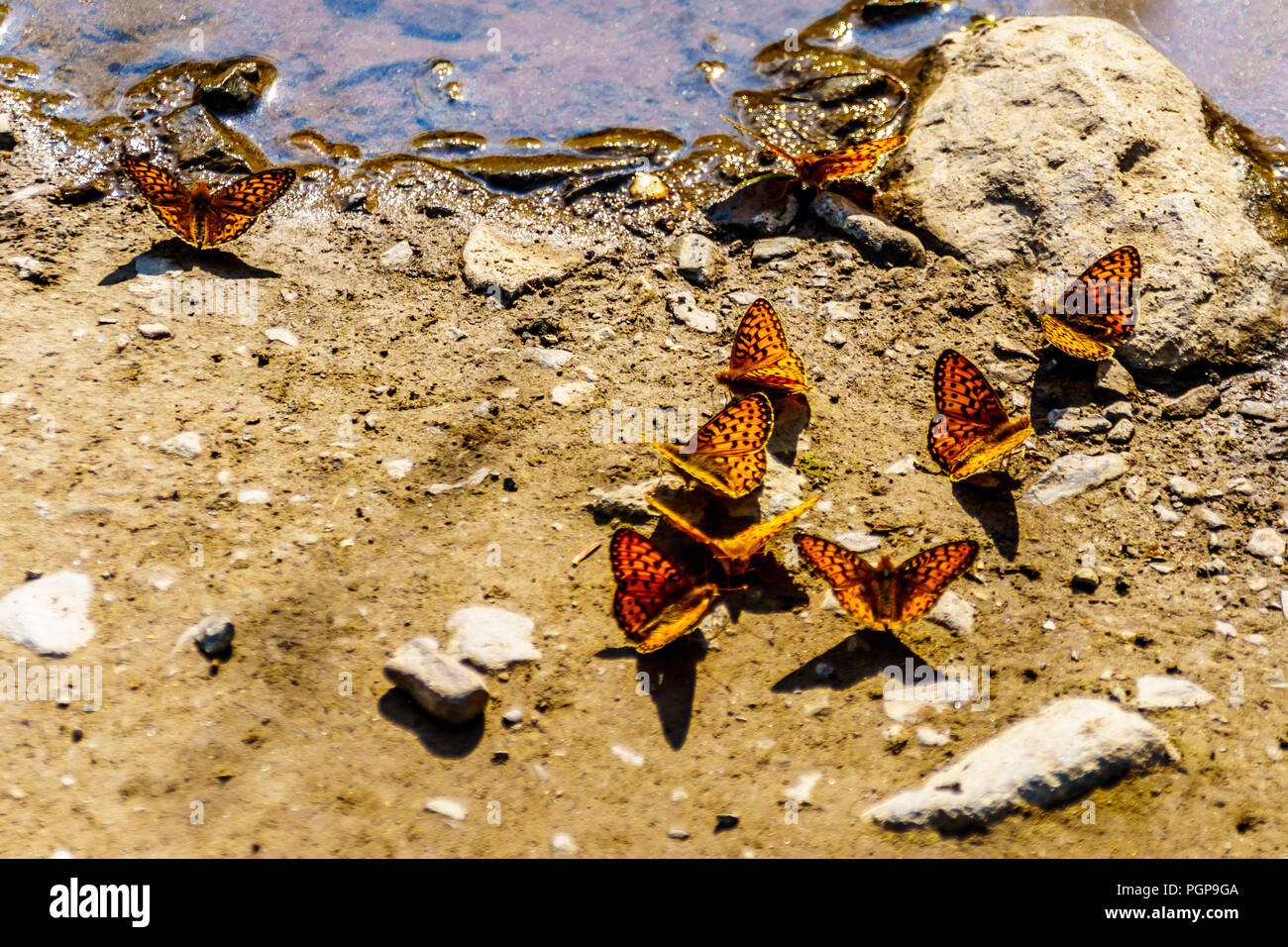 Colony of Freija Fritillary butterflies basking in the sun on Tod Mountain in the Shuswap Highlands of central British Columbia, Canada Stock Photo