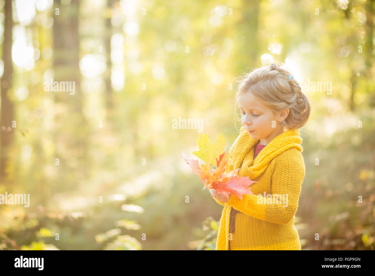 Little Child Baby Girl Caucasian Playing with Leaf,Autumn Nature background.Cute blonde blue-eyed girl in yellow knitted coat in the autumn park with yellow leaves in hands, smiling Stock Photo