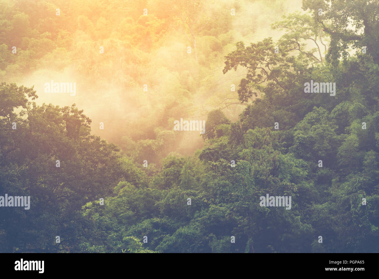 Amazon rainforest canopy bridge hi-res stock photography and images - Alamy