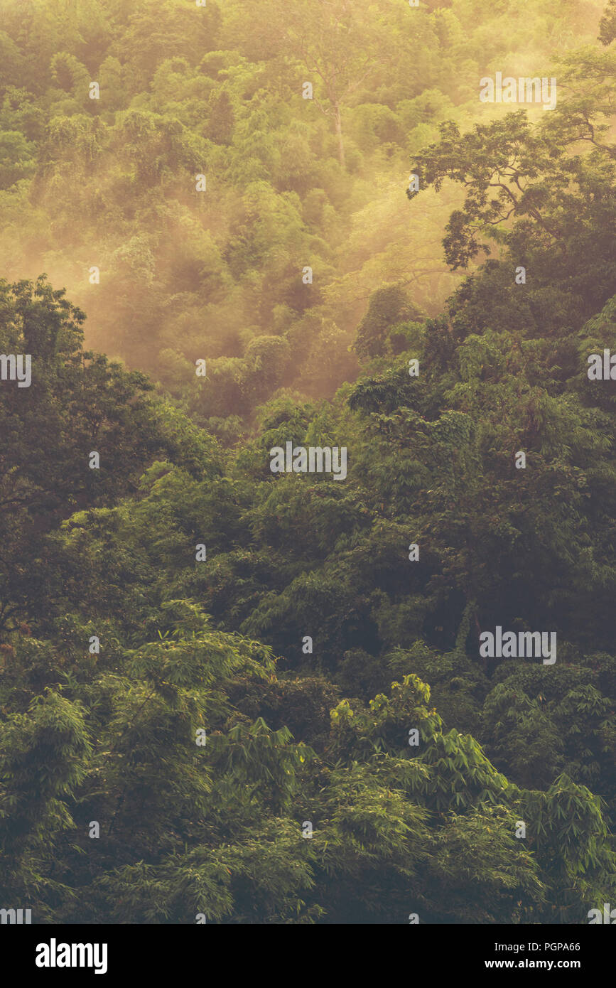 Amazon rainforest canopy bridge hi-res stock photography and images - Alamy