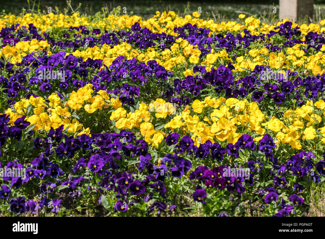 yellow and purple pansies Stock Photo