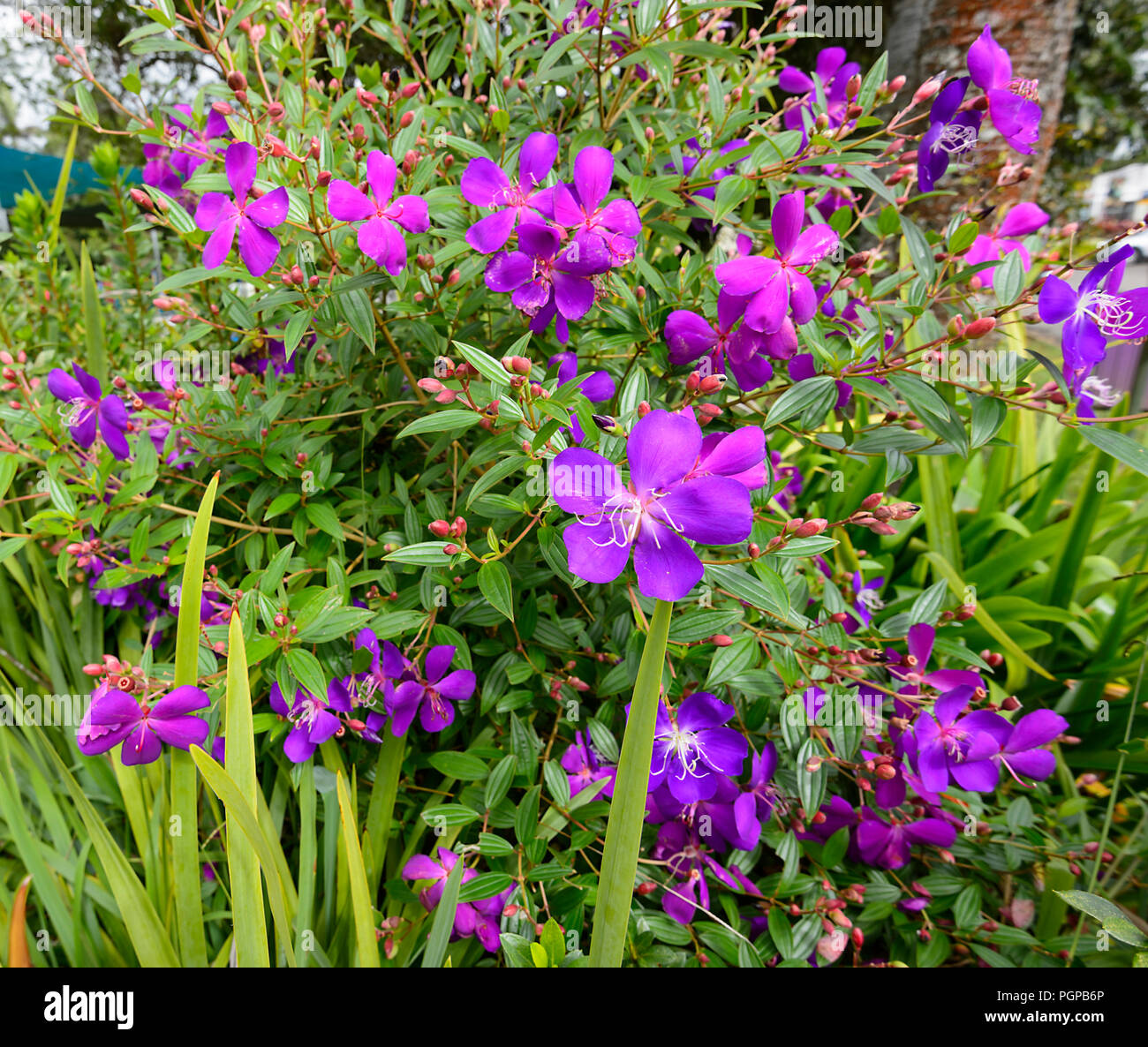 Purple Tibuchina Flower, Atherton Tablelands, Far North Queensland, FNQ, QLD, Australia Stock Photo