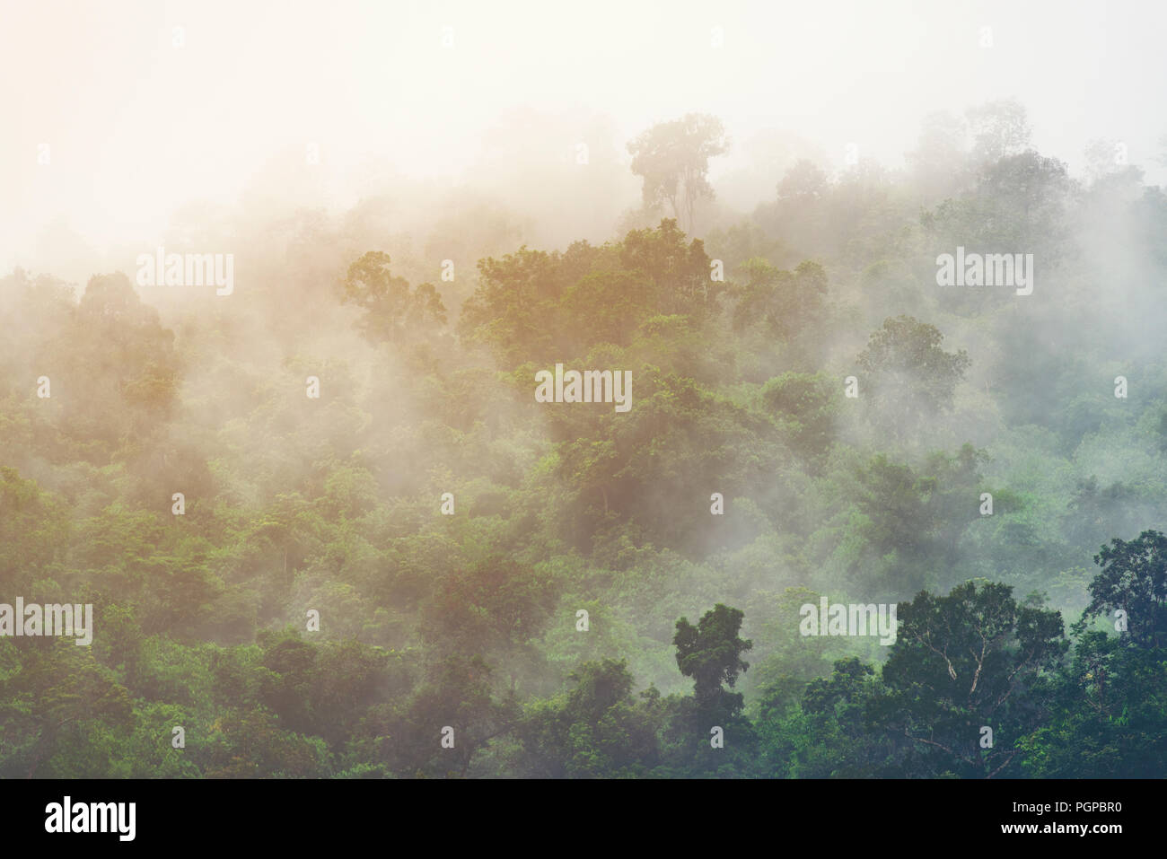 Amazon rainforest canopy bridge hi-res stock photography and images - Alamy