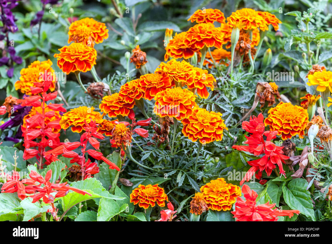 Fiote PC-05 Marigold