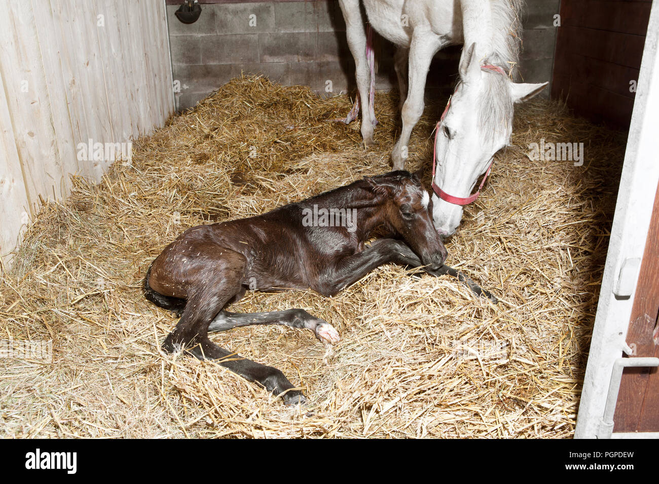 a brown foal is born in a horse box and lies in the straw Stock Photo