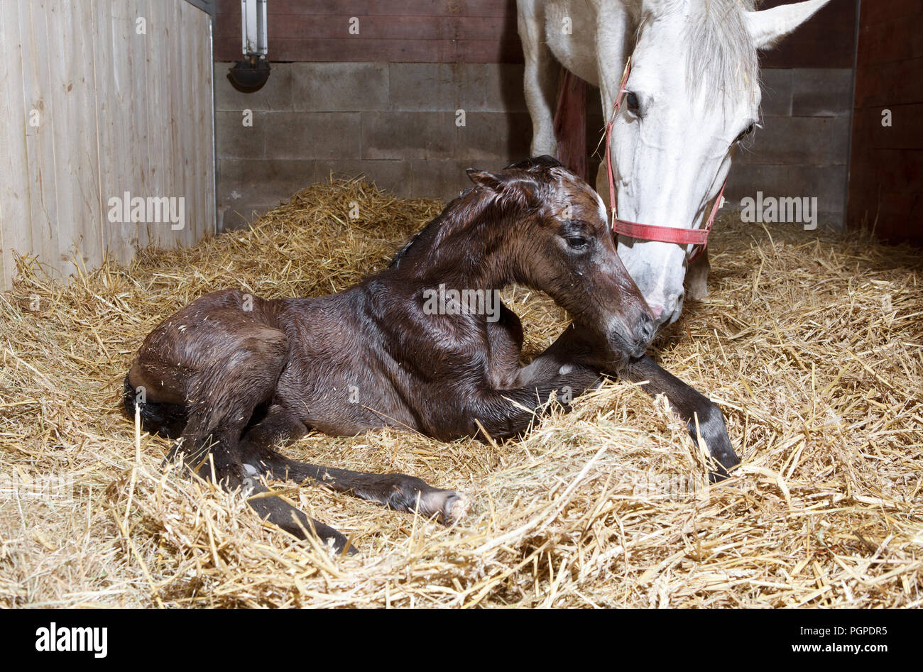 a brown foal is born in a horse box and lies in the straw Stock Photo