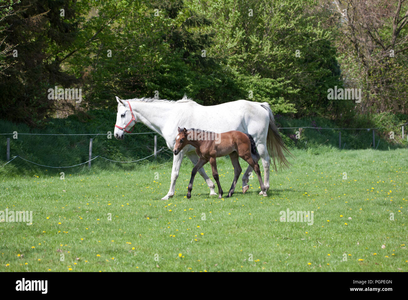 a brown foal that is one day old runs the first time with the mother mare in the pasture Stock Photo