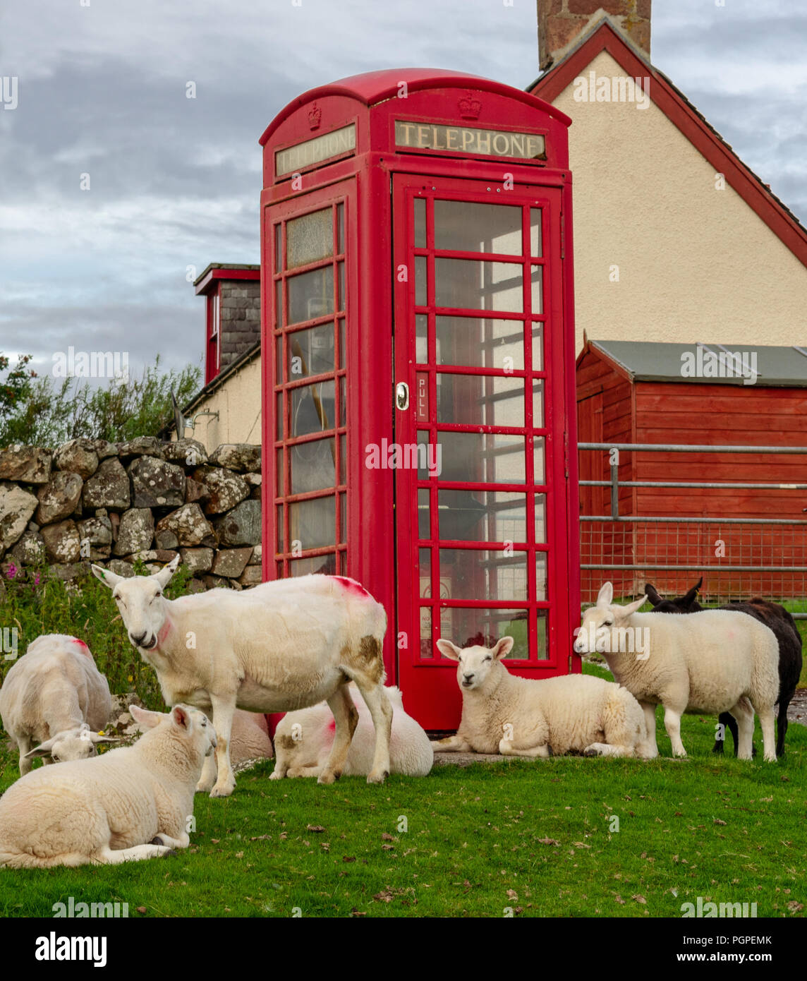Sheep waiting by the telephone box Stock Photo