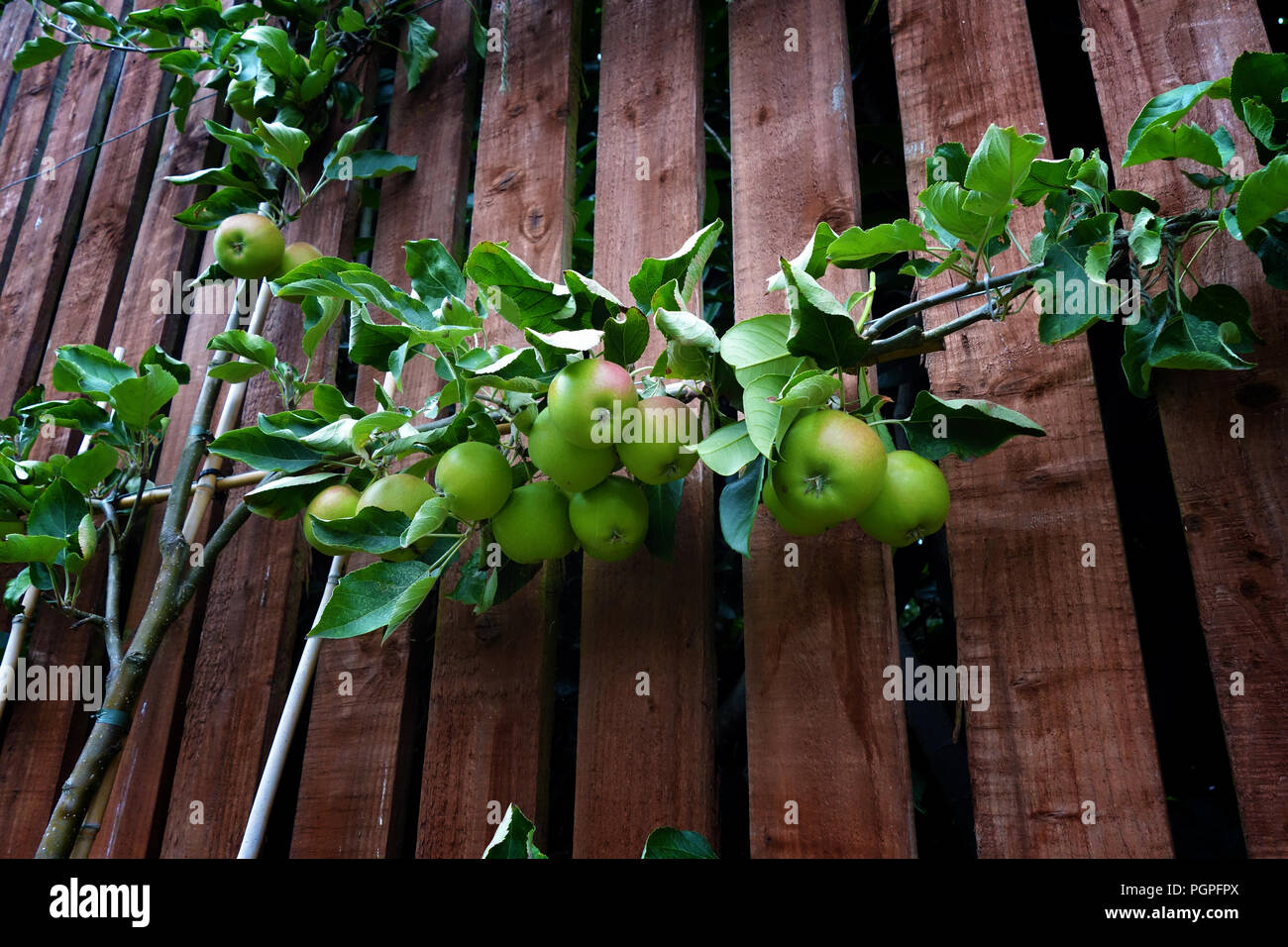The espalier apple tree growing on a garden fence in Rotherham, South