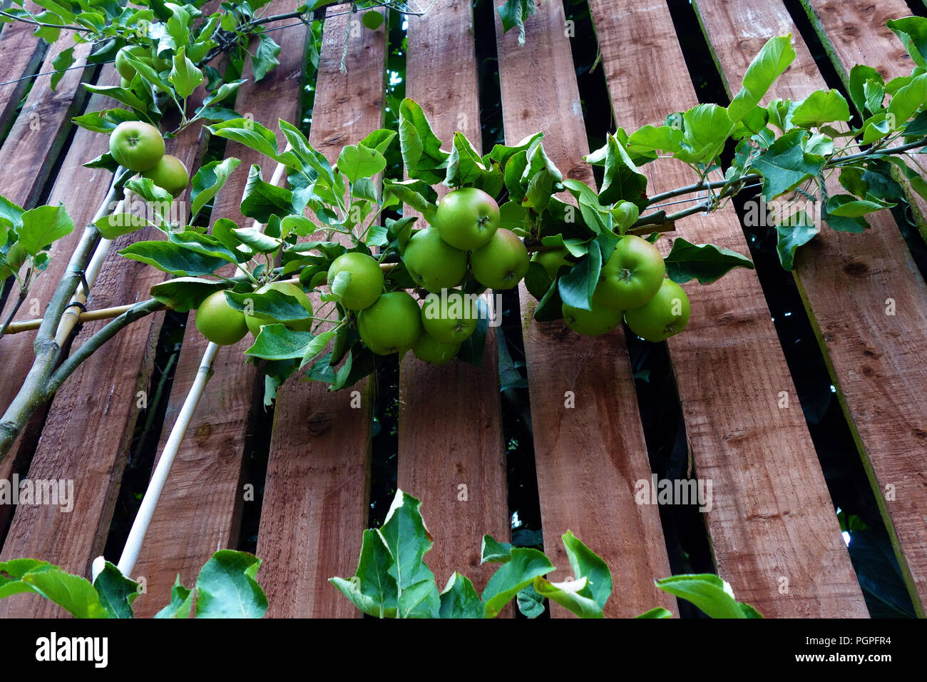 The espalier apple tree growing on a garden fence in Rotherham, South