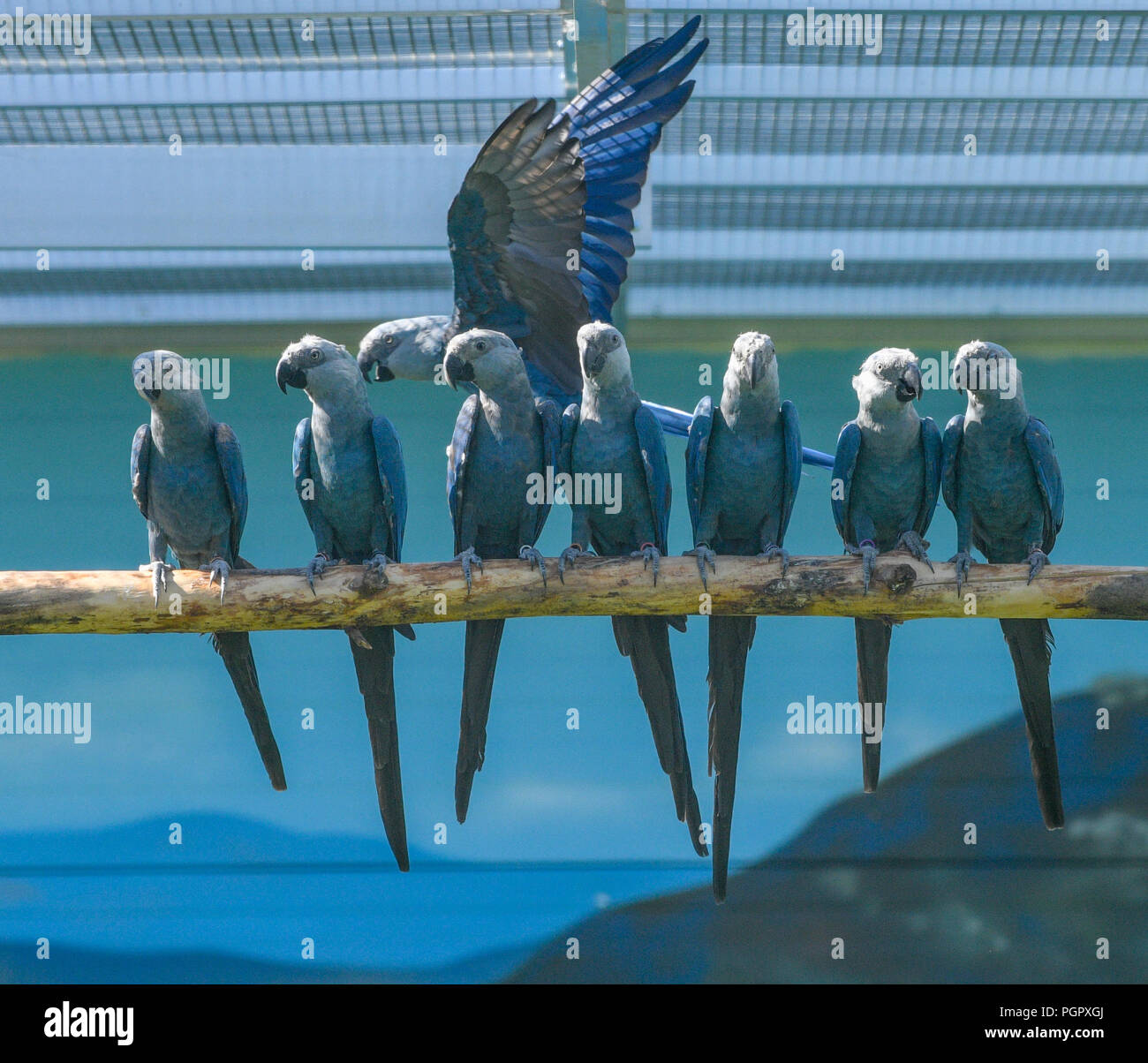 Photo inspiration: Macaws Bird Aviary Maintenance Reference: Schoeneiche Germany 13Th Aug 2018 Spix S Macaws Cyanopsitta Spixii