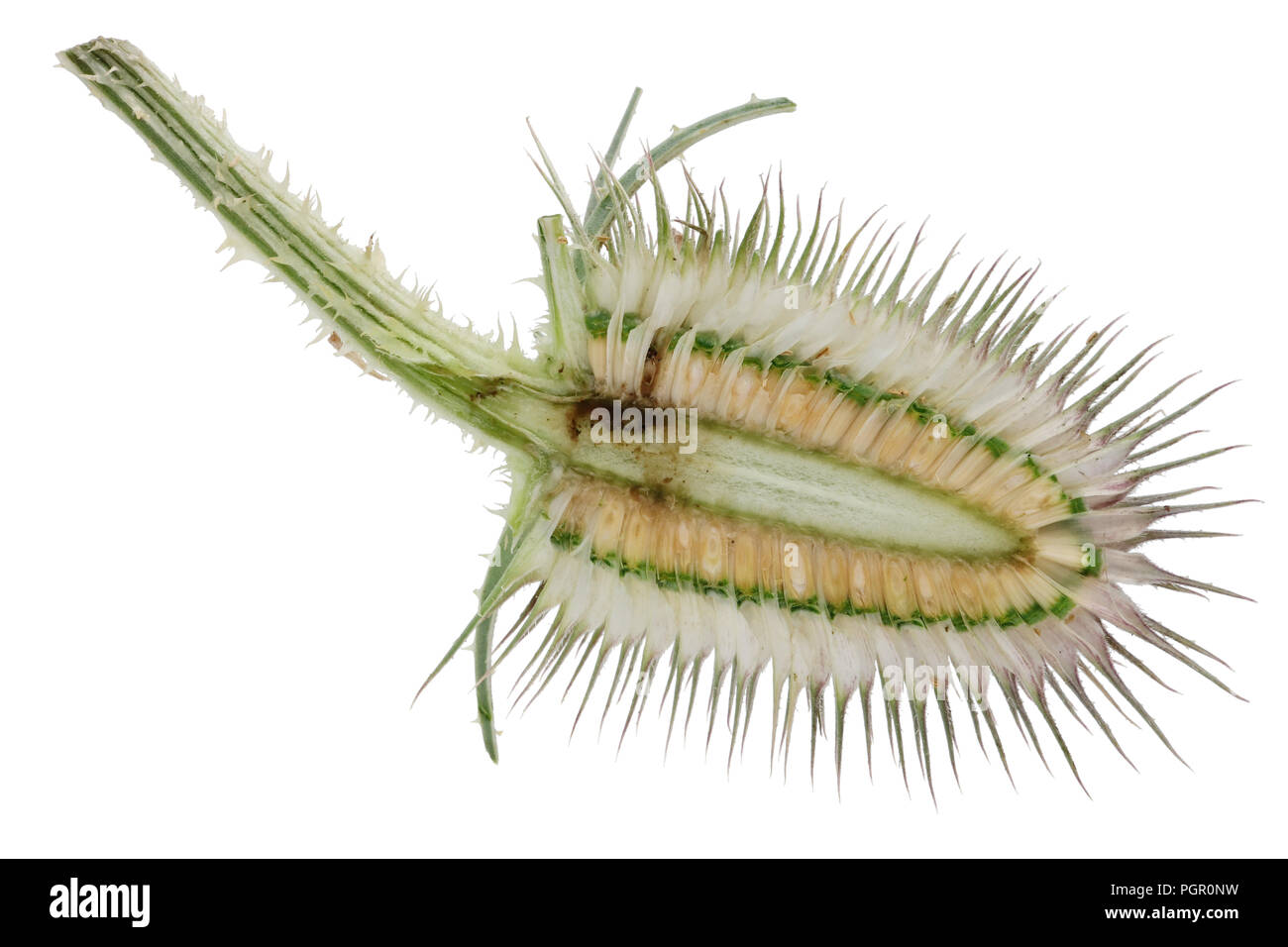 The spiny dry ripe bud of a thistle plant  with seeds is cut in half. Isolated on white studio macro shot Stock Photo