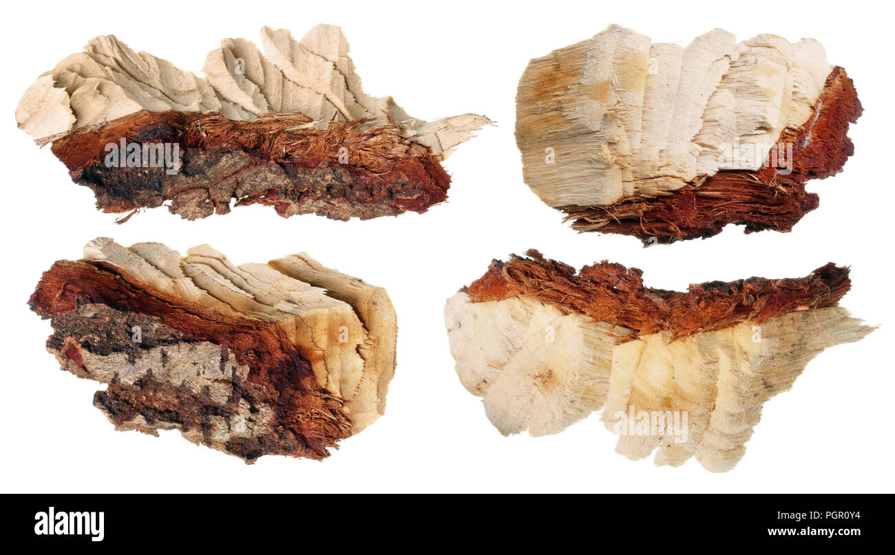 Pieces of alder and aspen wood with traces of teeth of the rodent beaver. Isolated on white studio macro,  set Stock Photo