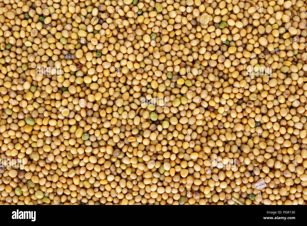 Exquisite Round Seeds And Yellow Seed Color Landscape Nature Exquisite Round Seeds And Yellow Seed Color Landscape Nature