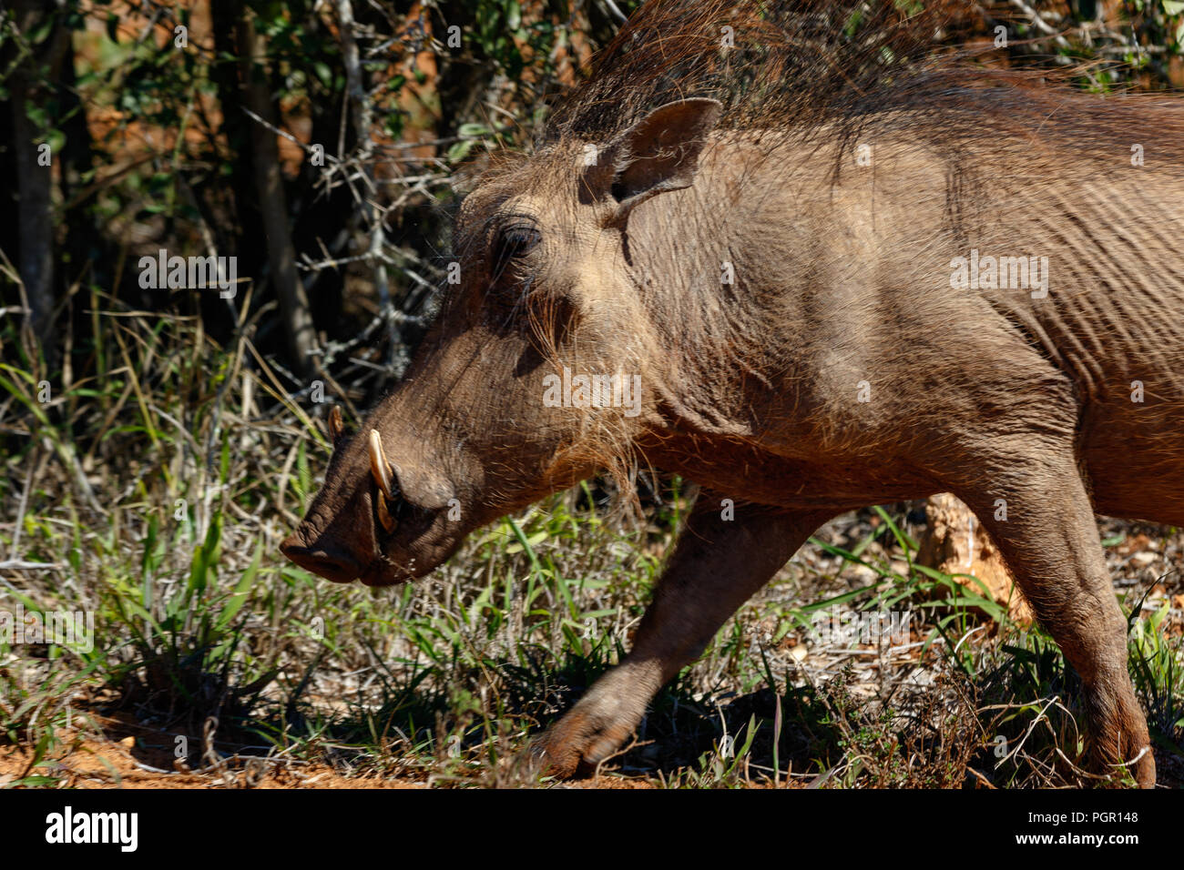 Running warthog between the grass in the field Stock Photo