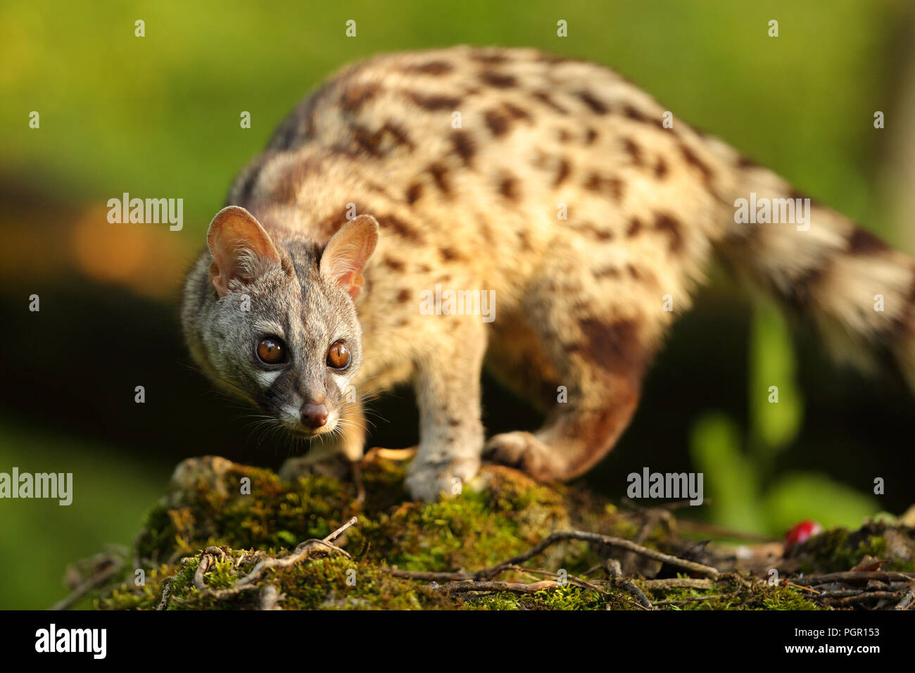 Genet portrait in a forest with a warm sun light at sunset Stock Photo