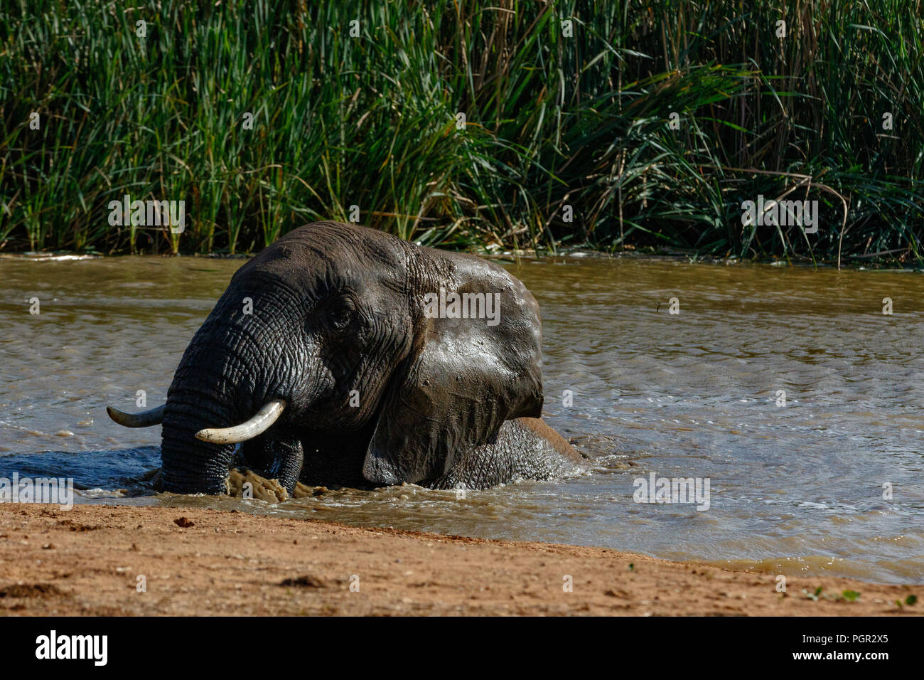 Elephant splashing around in the dam at the watering hole Stock Photo
