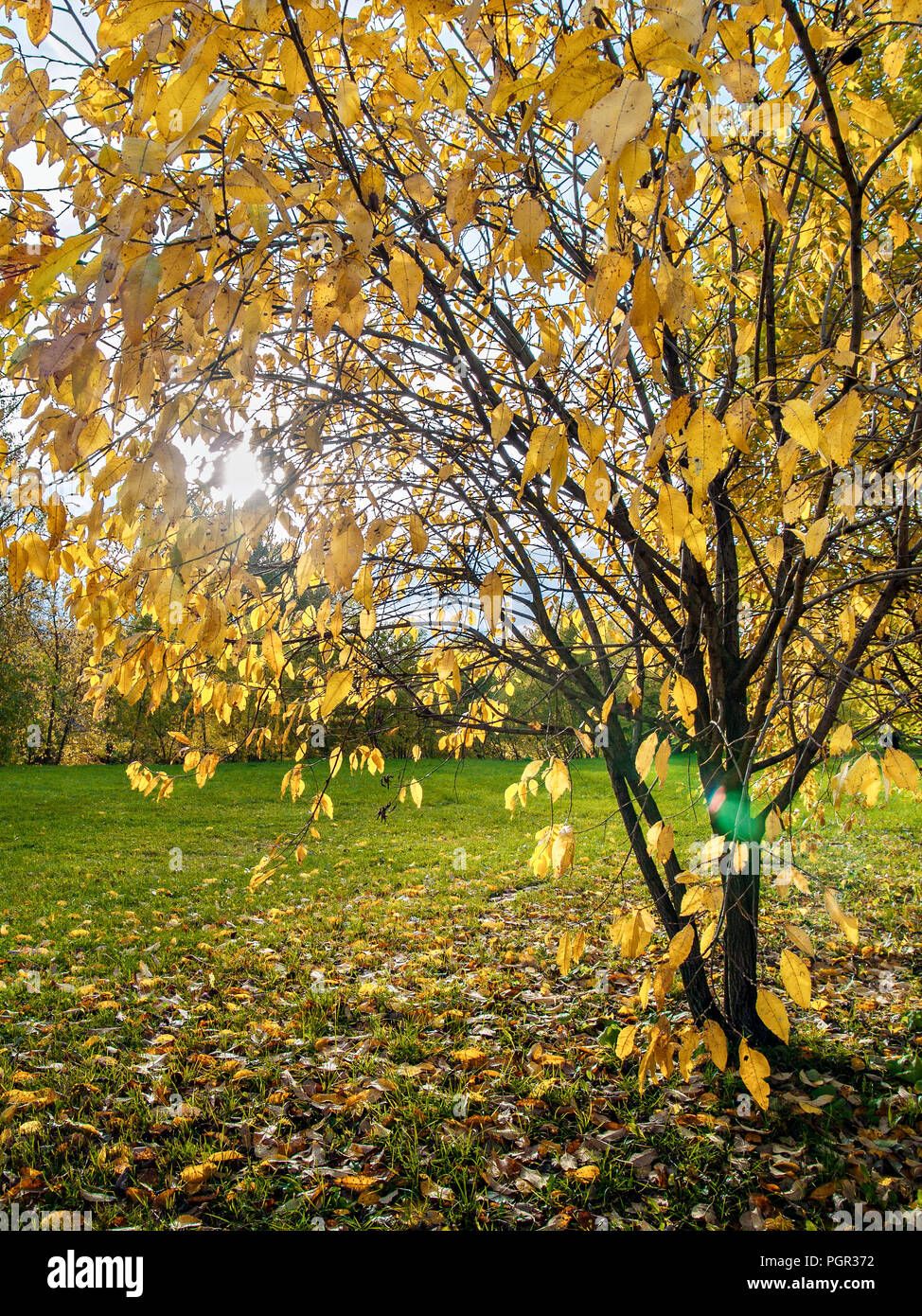 The yellow aspen tree with yellow autumn leaves stands on a green glade around the fallen leaves and the bright sun shines through the branches of the Stock Photo