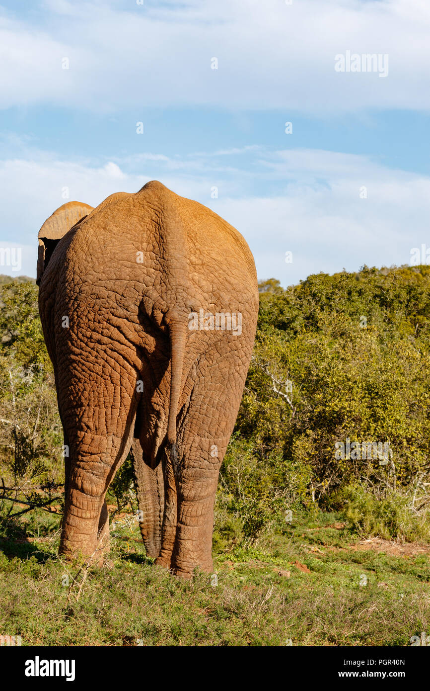 Elephant walking away to the bushes in the field Stock Photo