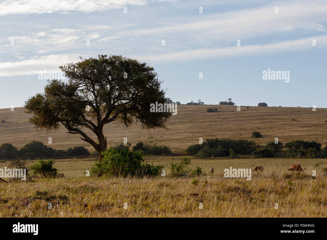 The Landscape of trees and wild animals in the field Stock Photo