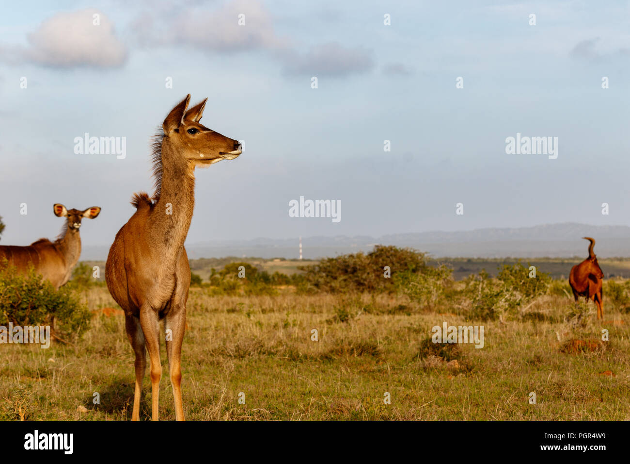 Female Kudu standing and looking to the side in the field Stock Photo