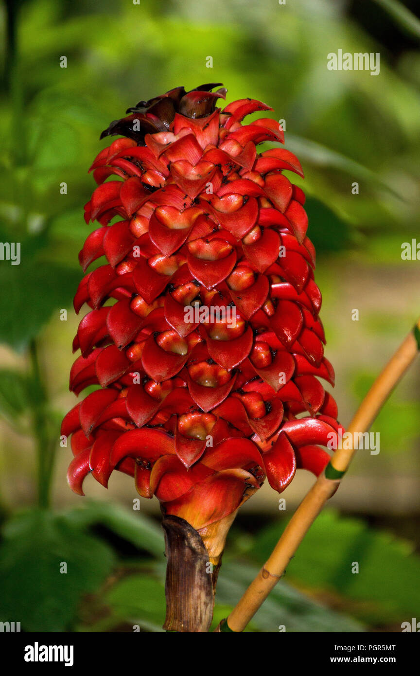 Tapinoch Wax Ginger (Tapeinochilos ananassae)  or red wax Ginger, plant in full bloom in a green house, native of Malaya, Indonesia and Australia Stock Photo