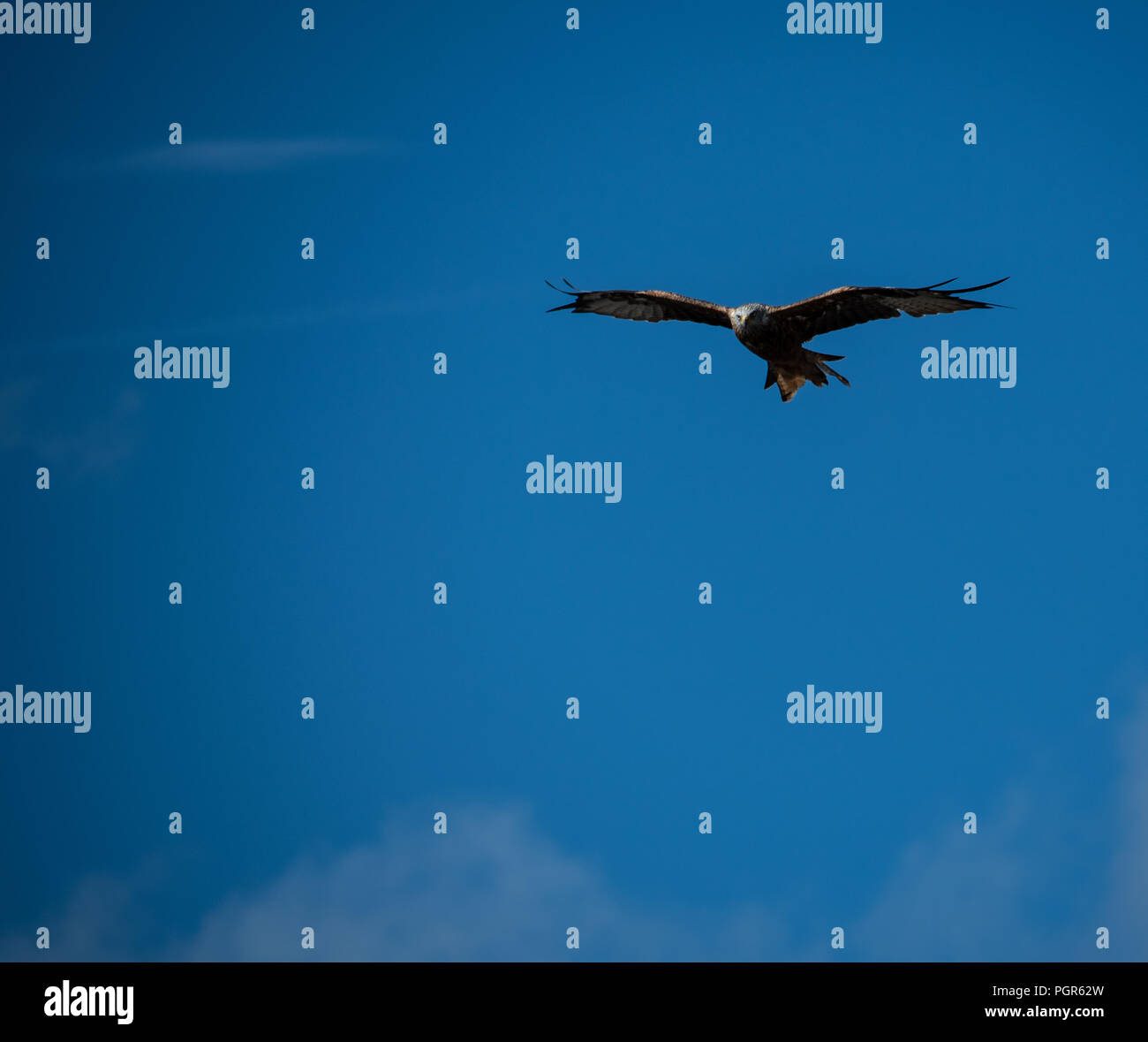 Red Kite on the wing Stock Photo