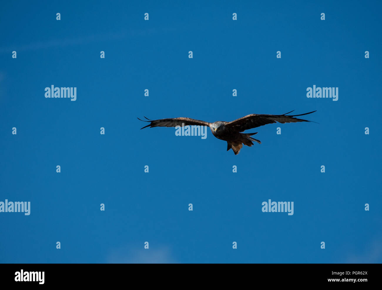 Red Kite on the wing Stock Photo