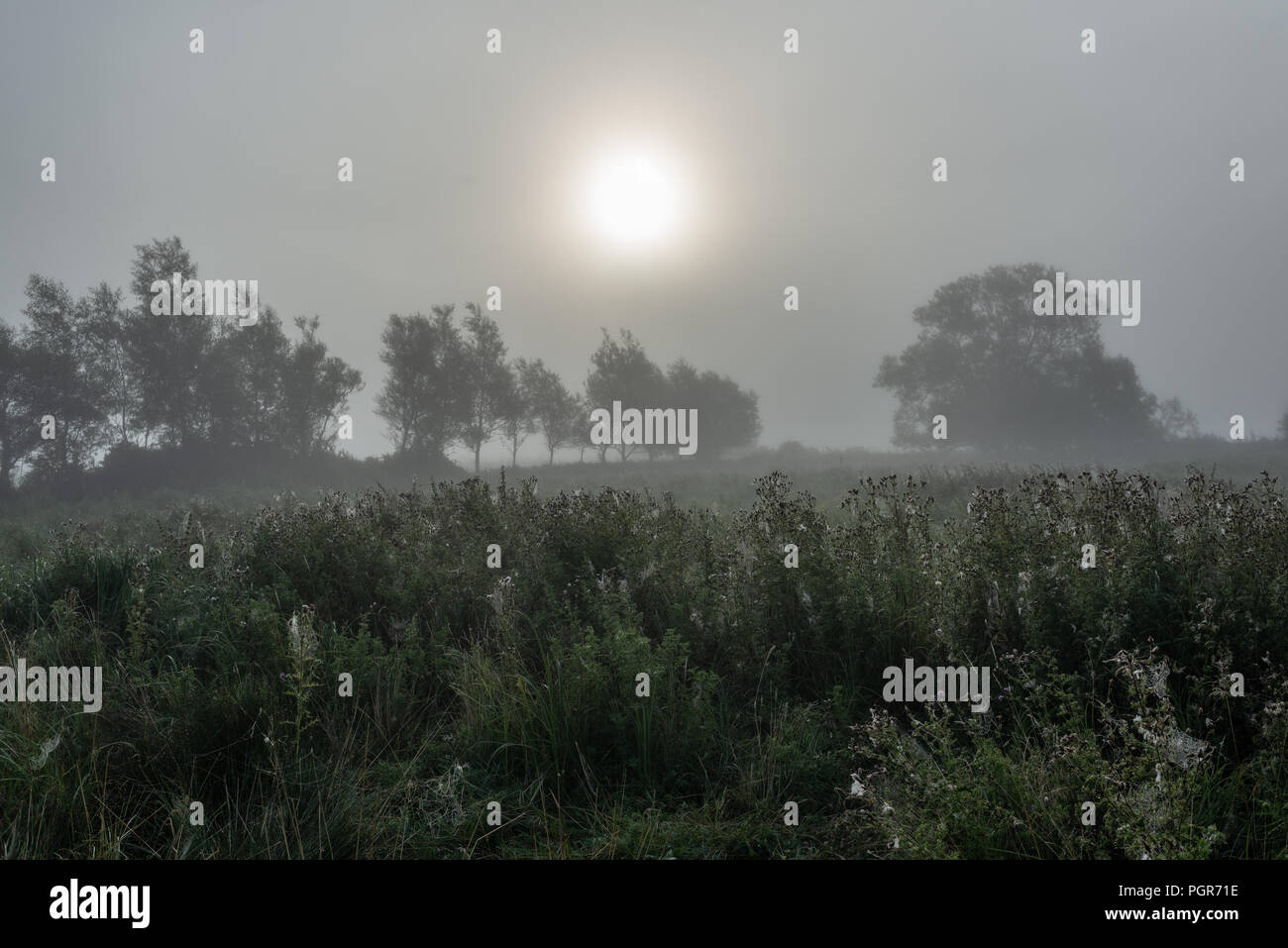 Tall weeds with white heads covered in dew with a line of trees behind on a misty autumnal morning. Stock Photo